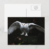 翼が開いたスノーフクロウpccna ポストカード (正面/裏面)