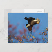 翼の影 ポストカード (正面/裏面)