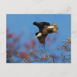 翼の影 ポストカード