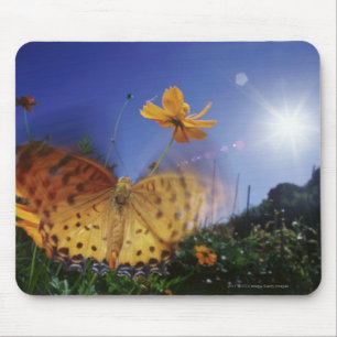 翼をはためかす蝶のクローズアップ マウスパッド