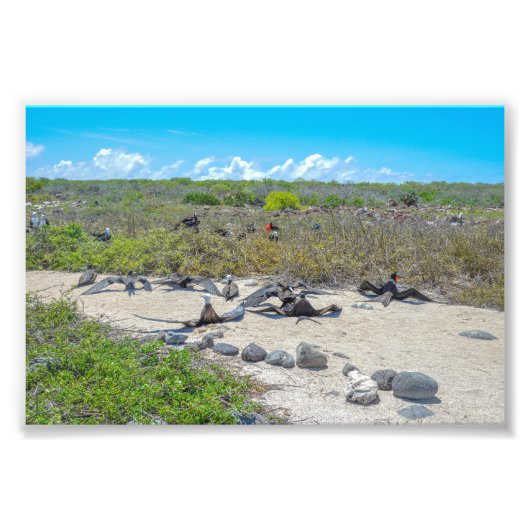 翼を乾かすすばらしい鳥 フォトプリント            (正面)