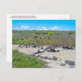 翼を乾かすすばらしい鳥 ポストカード (正面/裏面)