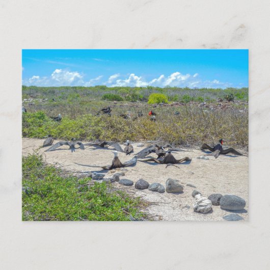 翼を乾かすすばらしい鳥 ポストカード (正面)