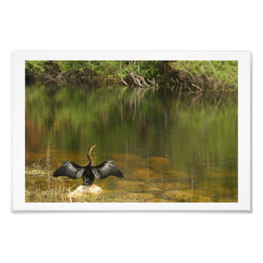 翼を乾燥させるアナヒガ フォトプリント            (正面)