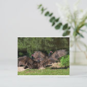 翼を広げた七面鳥ハゲワシ ポストカード (スタンド正面)