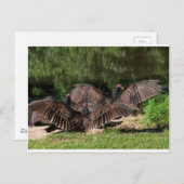 翼を広げた七面鳥ハゲワシ ポストカード (正面/裏面)