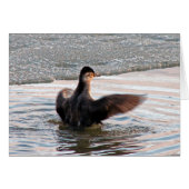 翼を広げる (正面横)