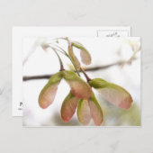 翼を持つカエデの種鞘 ポストカード (正面/裏面)