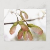 翼を持つカエデの種鞘 ポストカード (正面)