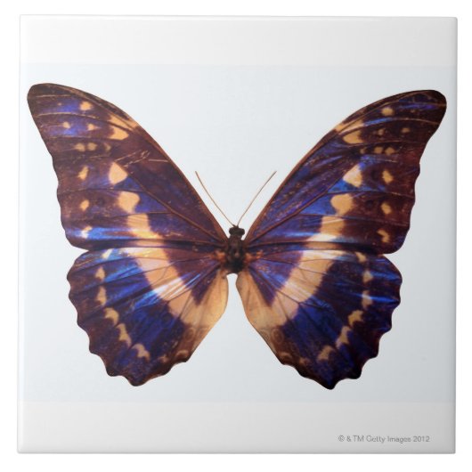 翼を持つ蝶は3つを広げました タイル (正面)