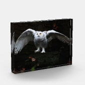 翼を開けたスノーフクロウ フォトブロック (左)