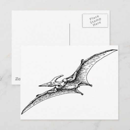 翼突状 ポストカード (正面/裏面)