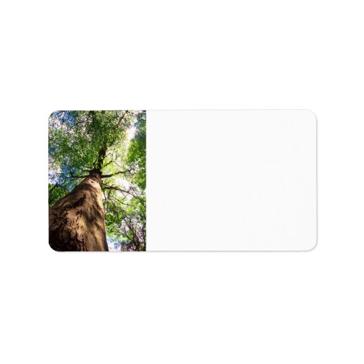 老齢ブナの木 ラベル (正面)