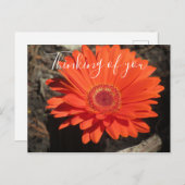 考えかわいらしのOrange Gerberaデイジー写真 ポストカード (正面/裏面)