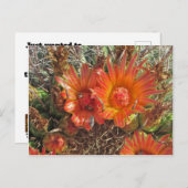 考えの明るいオレンジのサボテンの花の写真 ポストカード (正面/裏面)