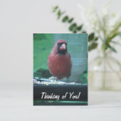 考えの（鳥）ショウジョウコウカンチョウ ポストカード (スタンド正面)