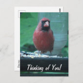 考えの（鳥）ショウジョウコウカンチョウ ポストカード (正面/裏面)