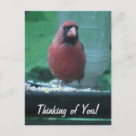 考えの（鳥）ショウジョウコウカンチョウ ポストカード