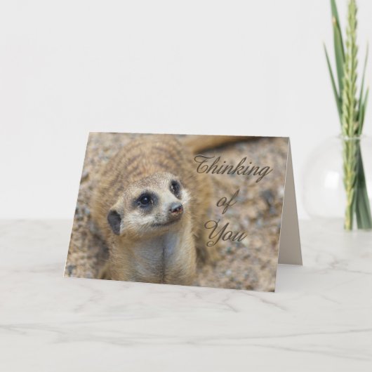 考えのMeerkat カード (正面)