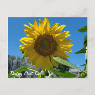 考えのSunflower写真 ポストカード
