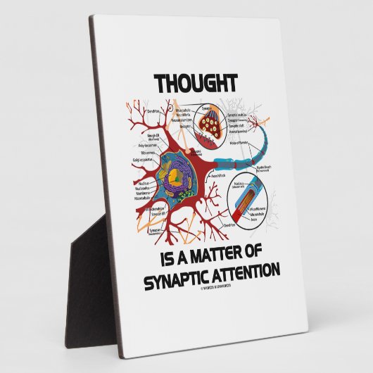 考えはシナプスの注意の問題である フォトプラーク (側面)