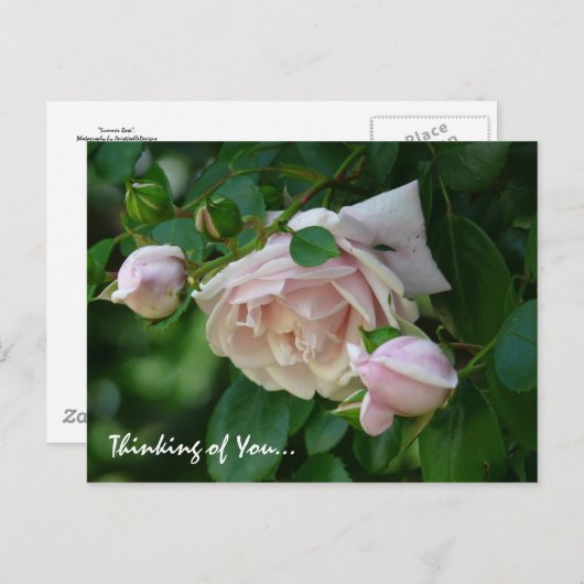「考えるさんの」美しいピンクのバラ ポストカード (正面/裏面)