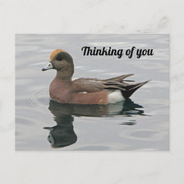 考えるのYou Duck Photo Wigeon Calm Lake ポストカード
