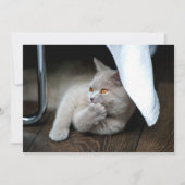 考える猫 招待状 (裏面)