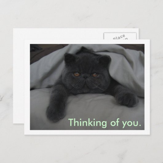 考え君の猫はこ恋しく思がき ポストカード (正面/裏面)