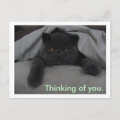 考え君の猫はこ恋しく思がき ポストカード (正面)