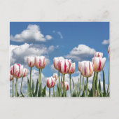 考え春! ポストカード (正面)