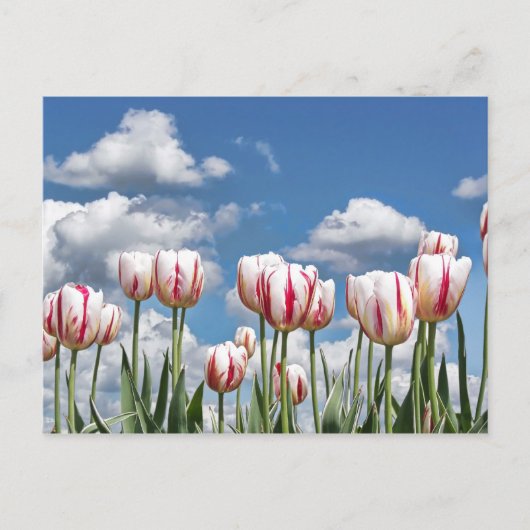 考え春! ポストカード (正面)