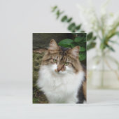 考え深いフェリックス ポストカード (スタンド正面)