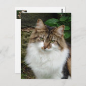 考え深いフェリックス ポストカード (正面/裏面)