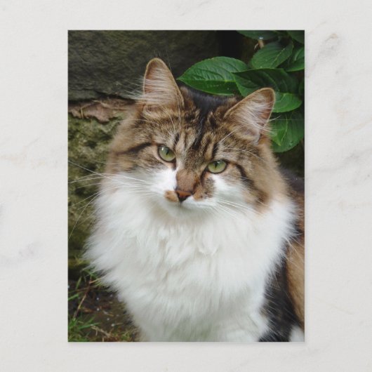 考え深いフェリックス ポストカード (正面)