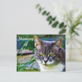 考え込んでいる猫。 ポストカード (スタンド正面)