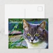 考え込んでいる猫。 ポストカード (正面/裏面)