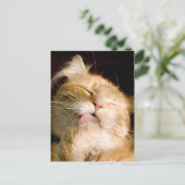 考えOf You Maine Coon Close Up Photo ポストカード (スタンド正面)