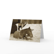 耐え忍ぶ馬に立つヤギ