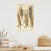 耐乾性小麦工場、ヴィンテージ農業 ポスター (キッチン)