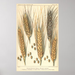 耐乾性小麦工場、ヴィンテージ農業 ポスター