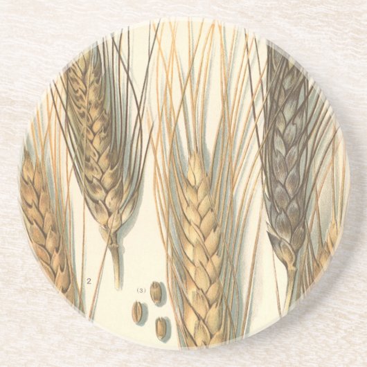 耐旱小麦の植物、ヴィンテージ農業 コースター (正面)