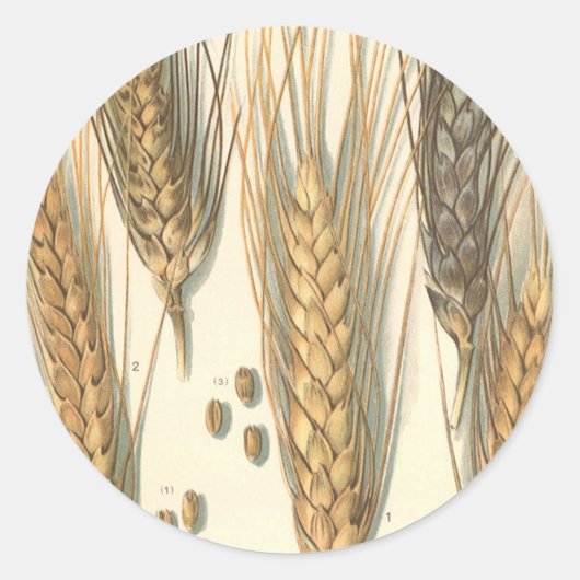 耐旱小麦の植物、ヴィンテージ農業 ラウンドシール (正面)