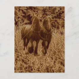 耕す準備ができている馬 ポストカード
