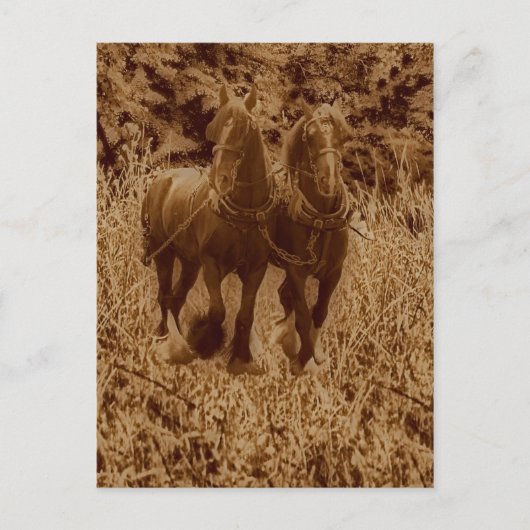 耕す準備ができている馬 ポストカード (正面)