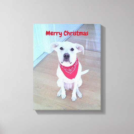 耳が赤くおもしろいて可愛い犬の写真 キャンバスプリント (正面)