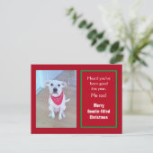 耳が赤くおもしろいて可愛い犬の写真 シーズンポストカード (スタンド正面)