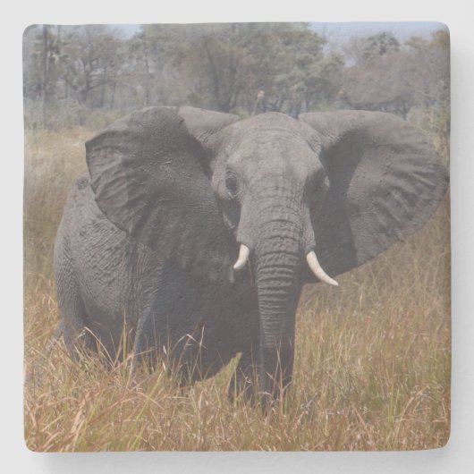 耳を出した象。 ストーンコースター (正面)