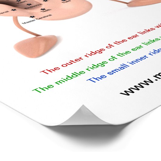 耳グラフ ポスター (角)