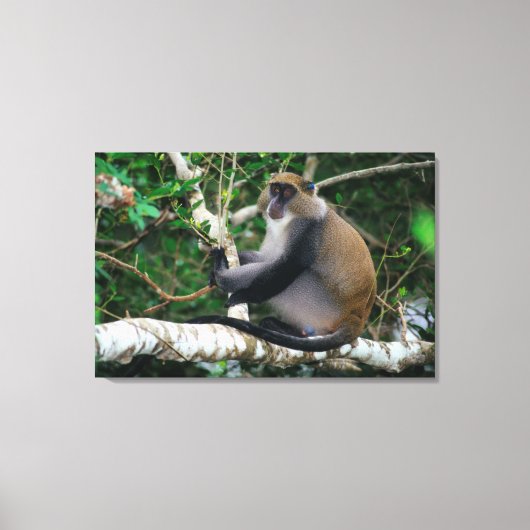 耳付きサマンゴモンキー キャンバスプリント (正面)